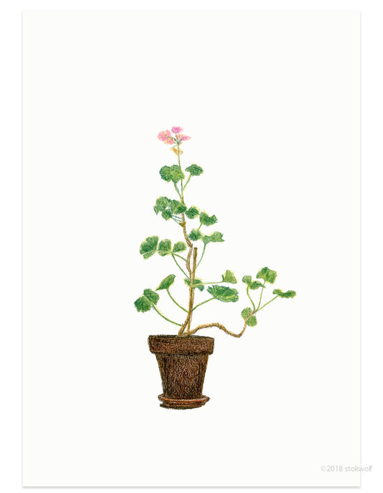 Card - House geranium