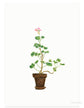 Kaart - Huisgeranium