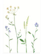 Kaart - Bergbloemen Lila