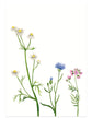 Kaart - Wilde Bloemen