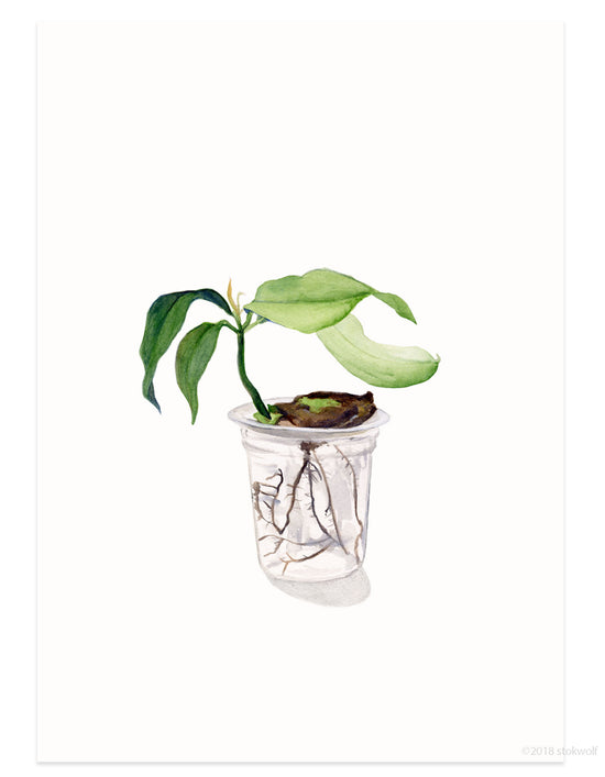 Card - Mango plant