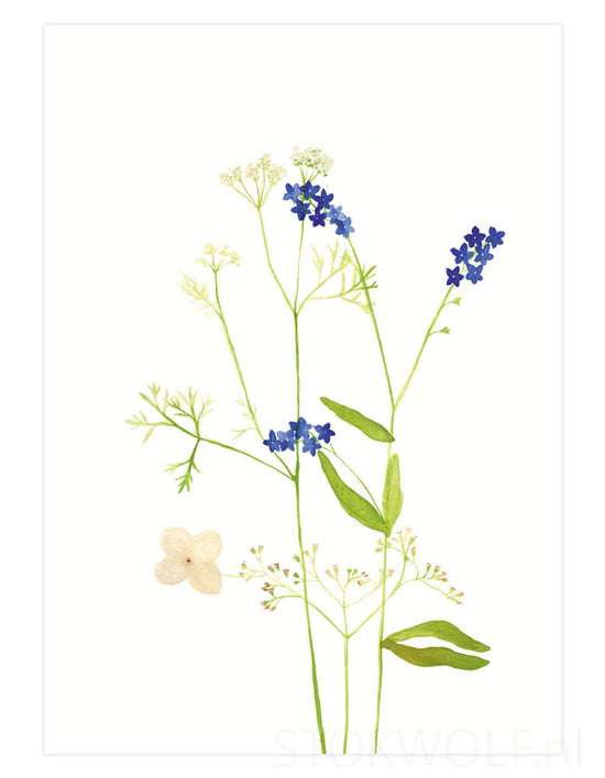 Card - Forget-me-not