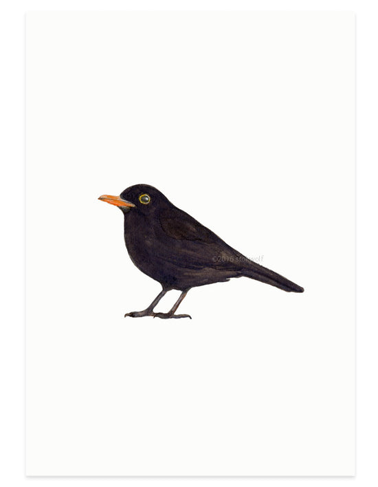 Card - Blackbird