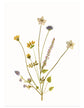 Kaart - Eilandbloemen Lila