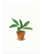 Kaart - Calathea
